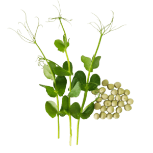 Ervilha