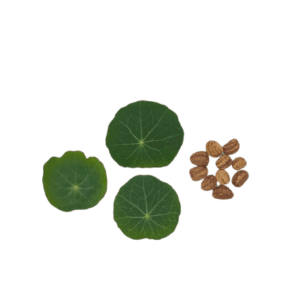 Nasturtium