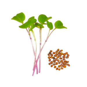 Rabanete China Rose