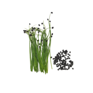 Cebola