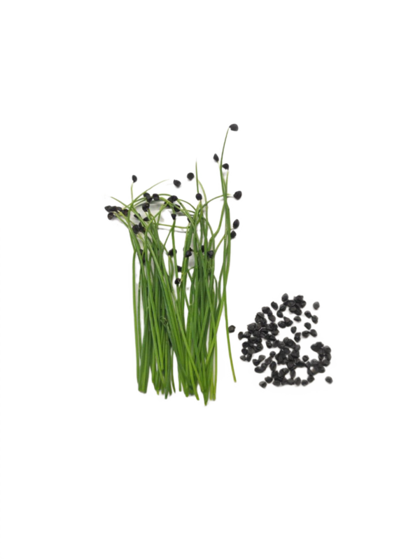 Cebola