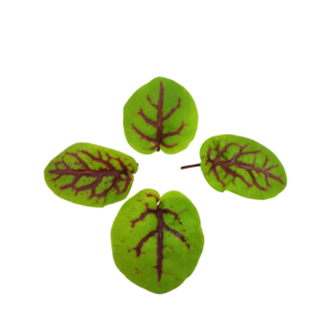 Sorrel