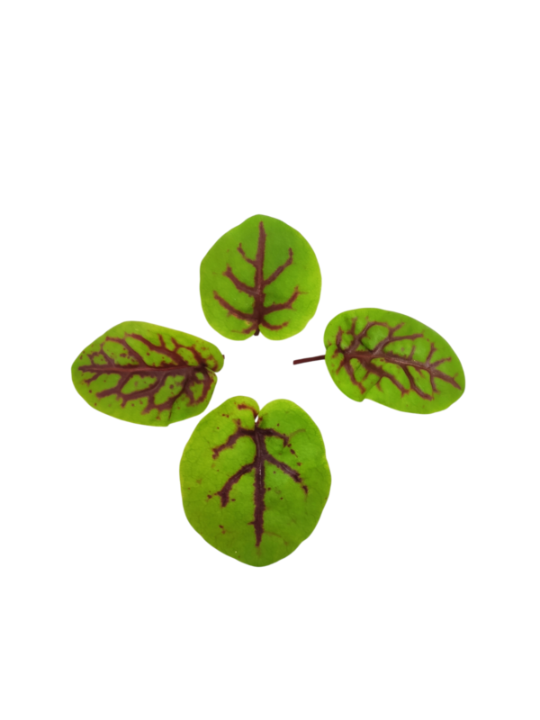 Sorrel
